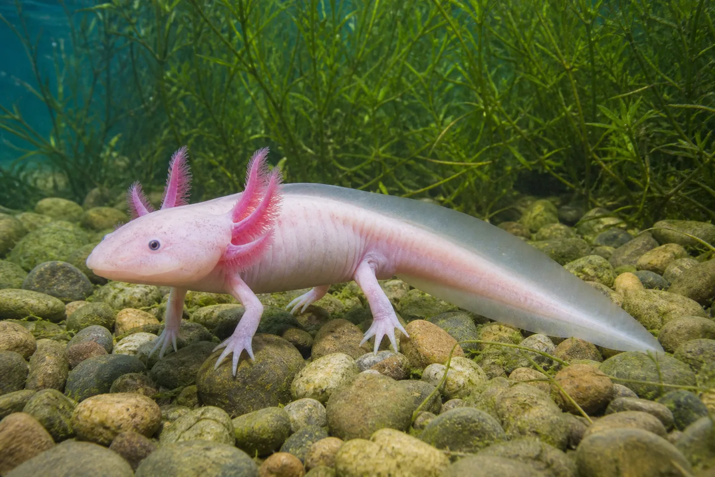 Salamandry
