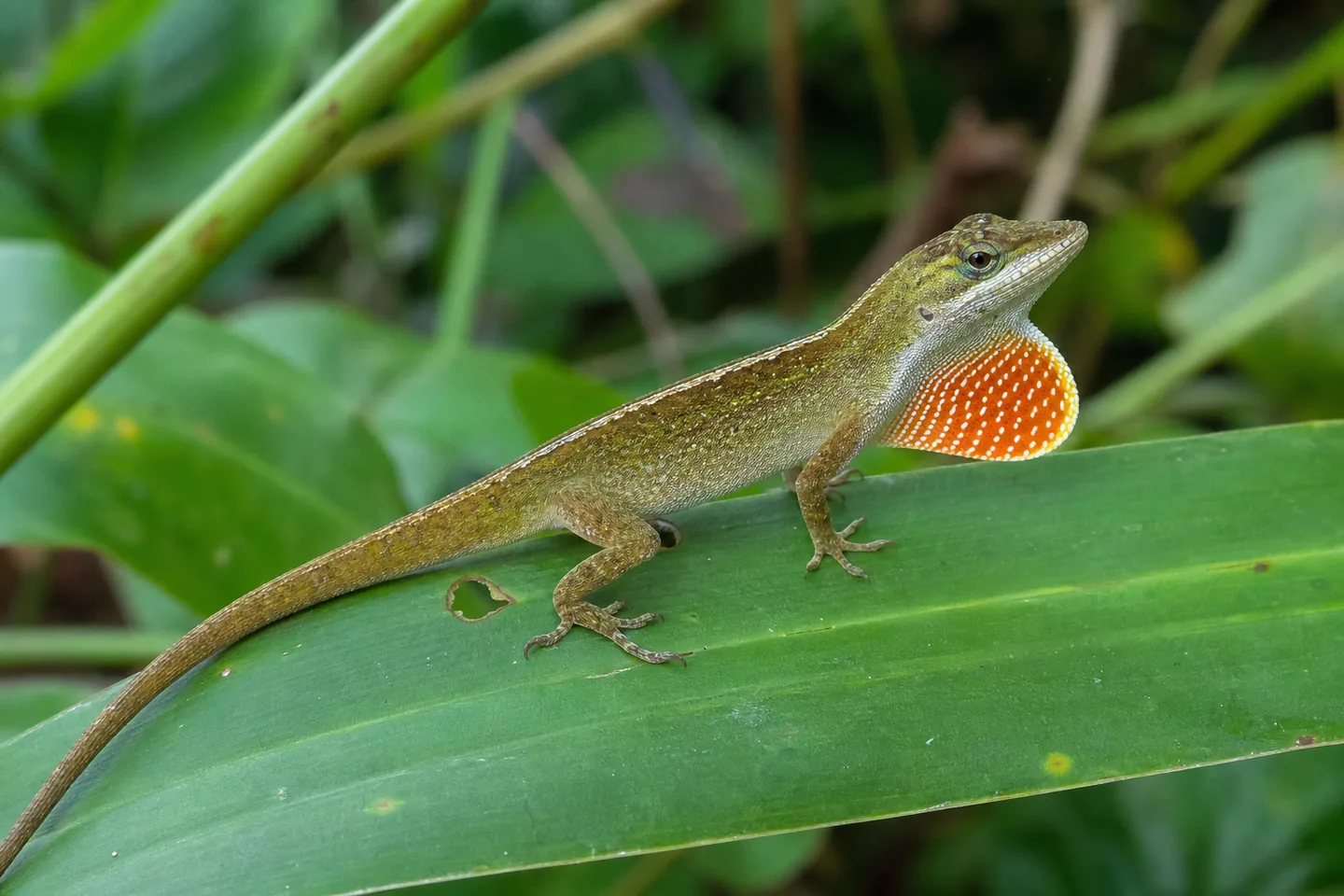 Anolis