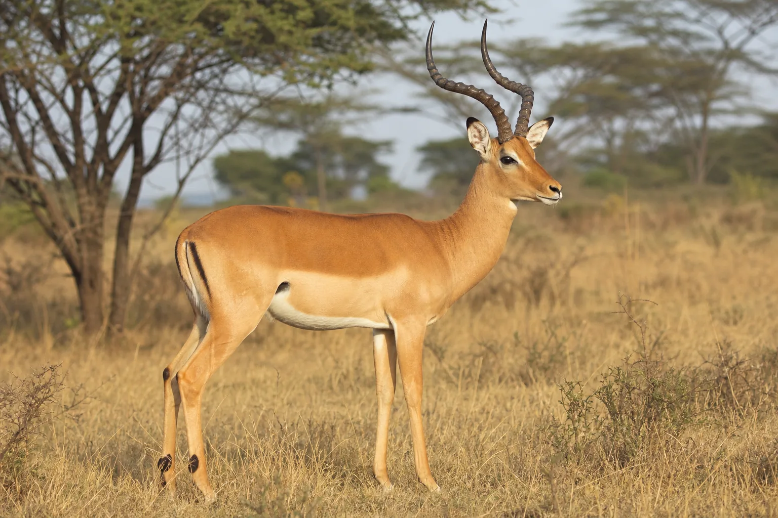 Antylopa