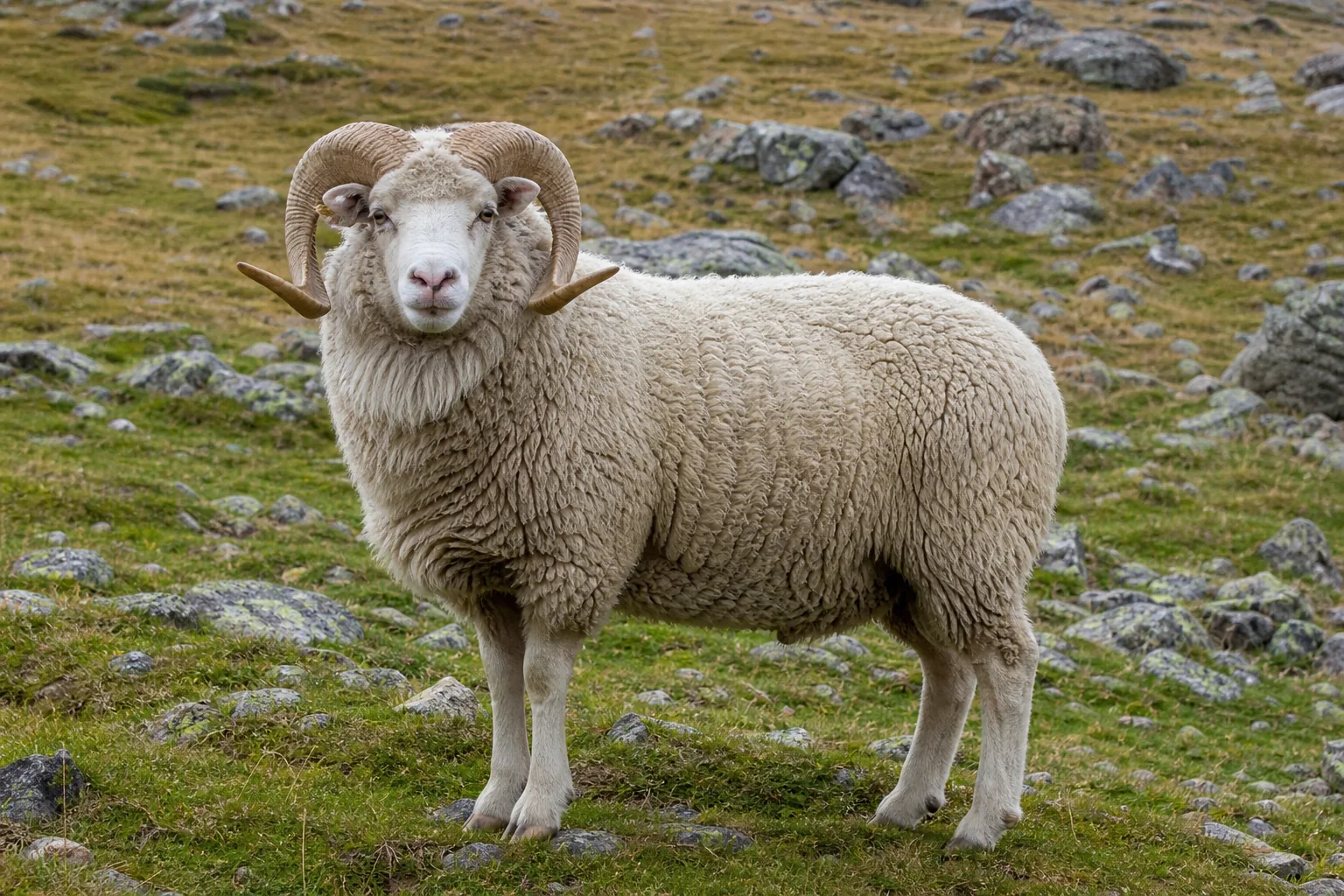 Baran