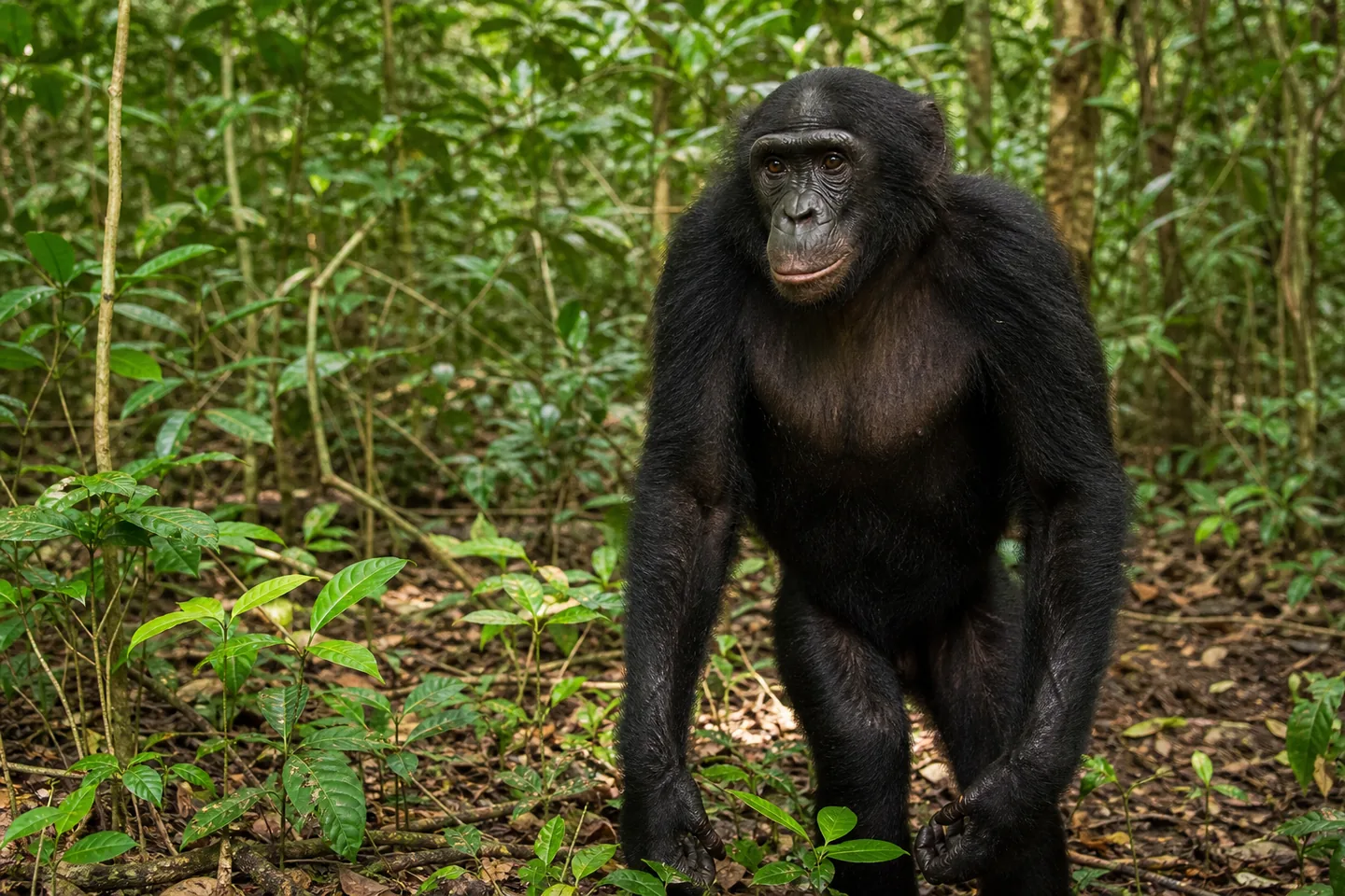 Bonobo