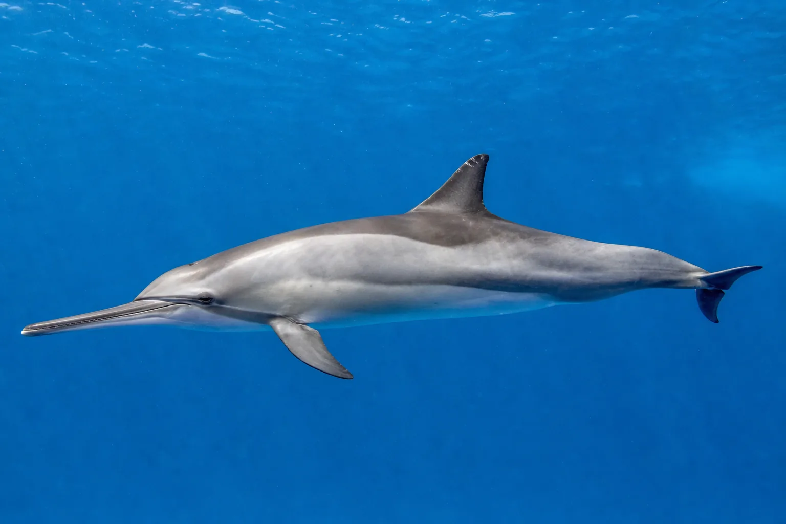 Delfin długoszczęki