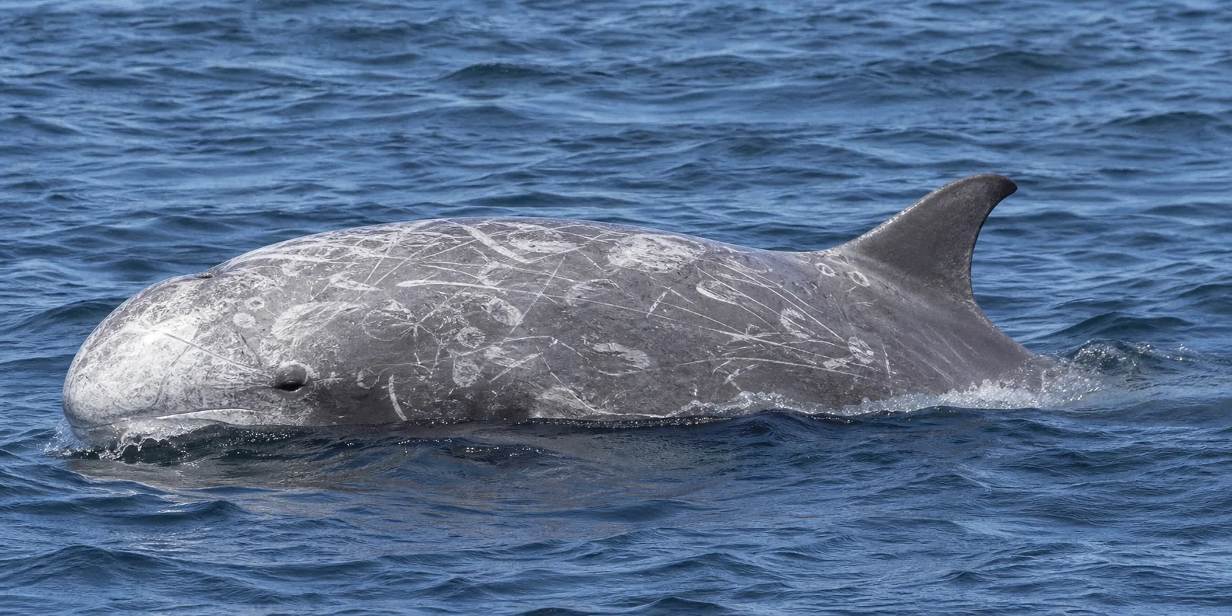Delfin Risso