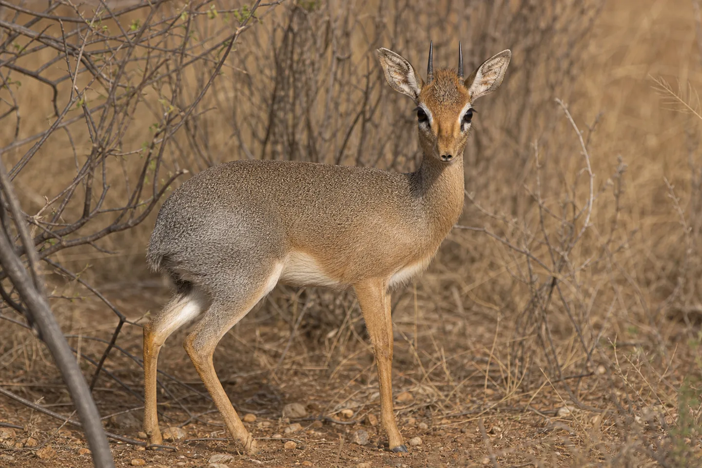 Dikdik