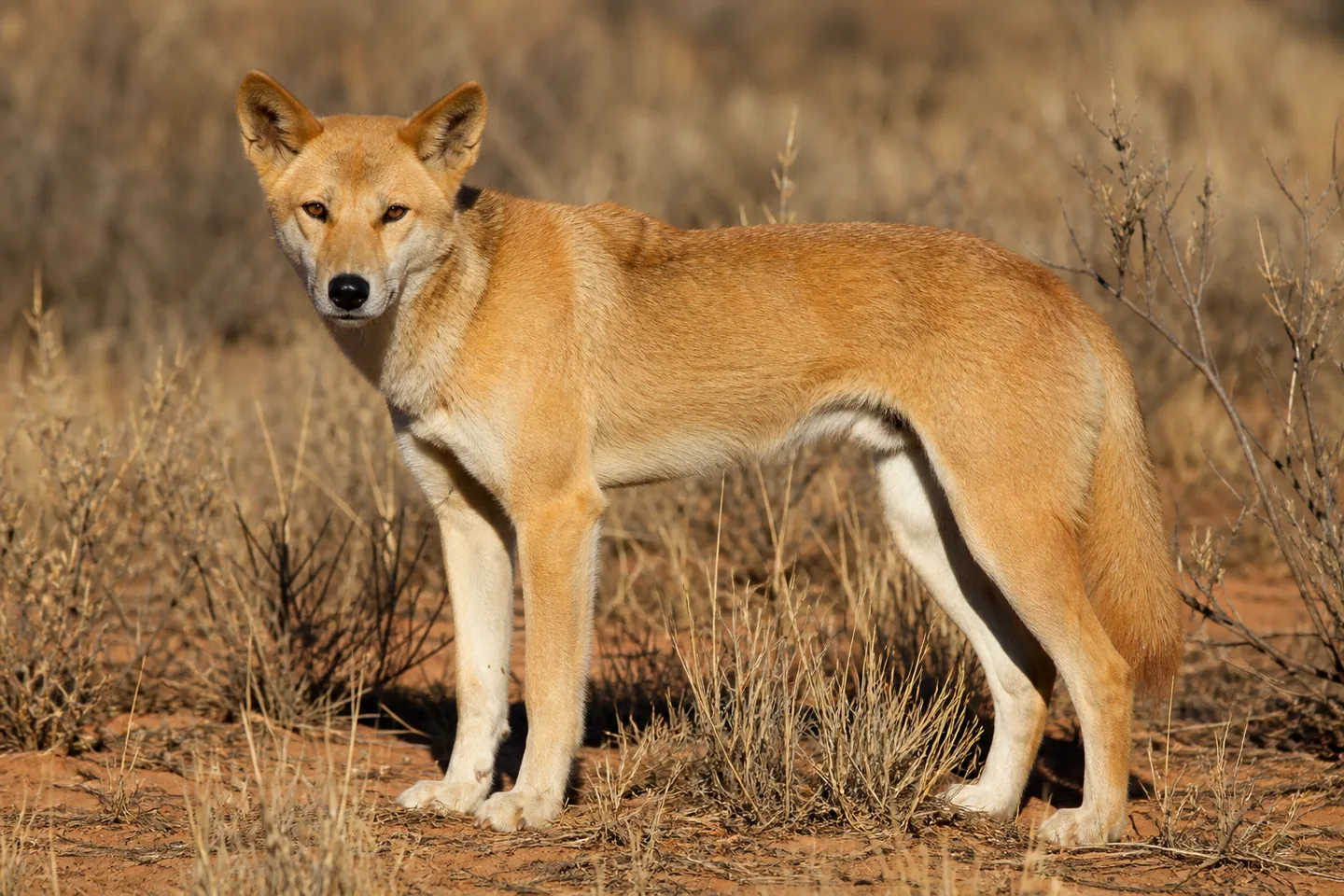 Dingo