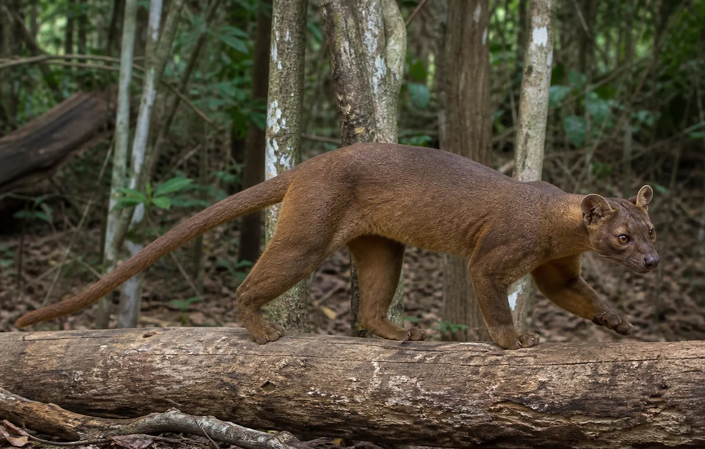 Fossa
