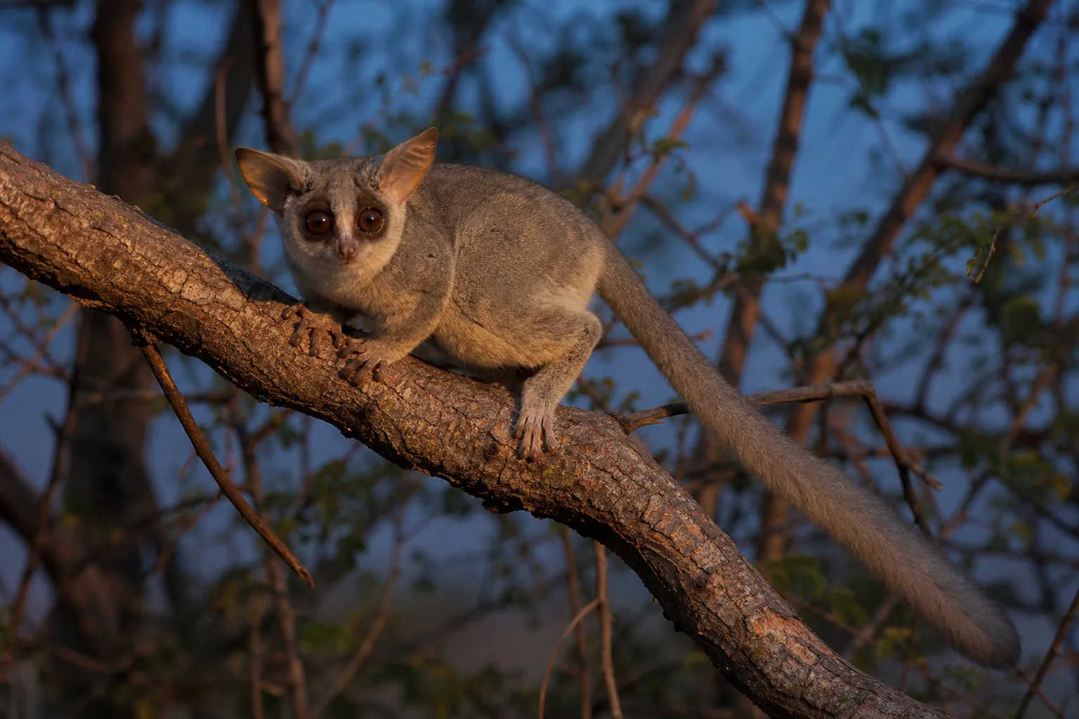 Galago