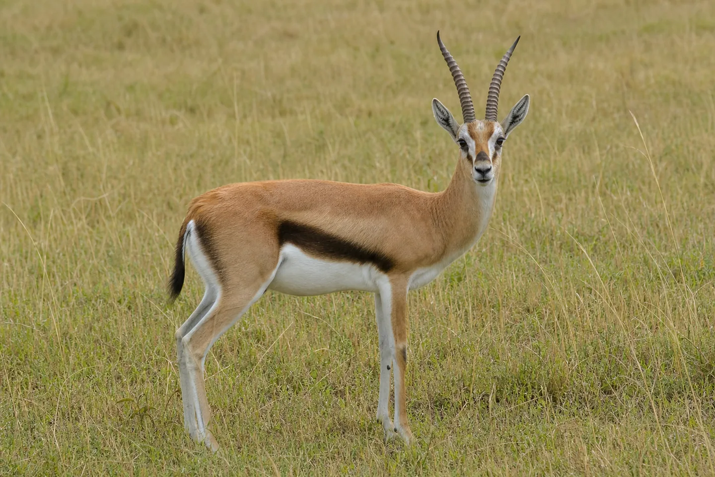 Gazela