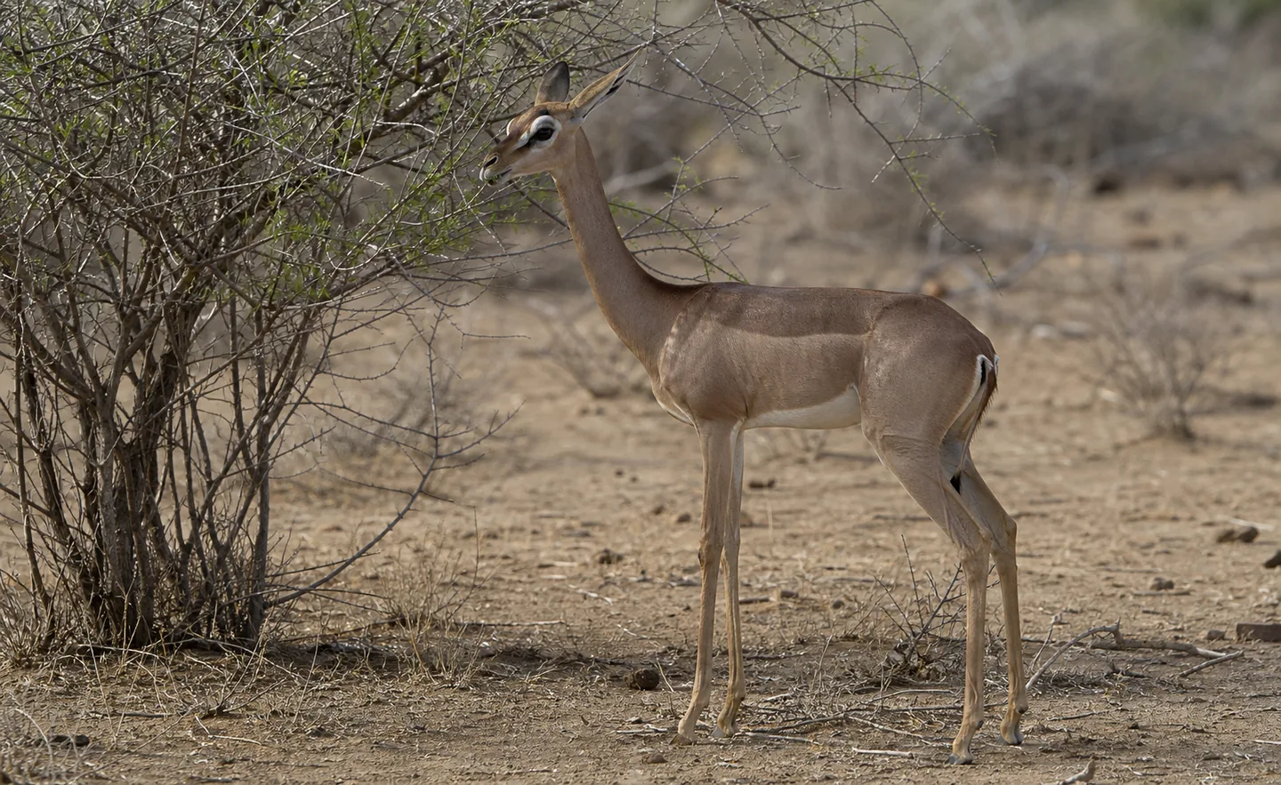 Gerenuk