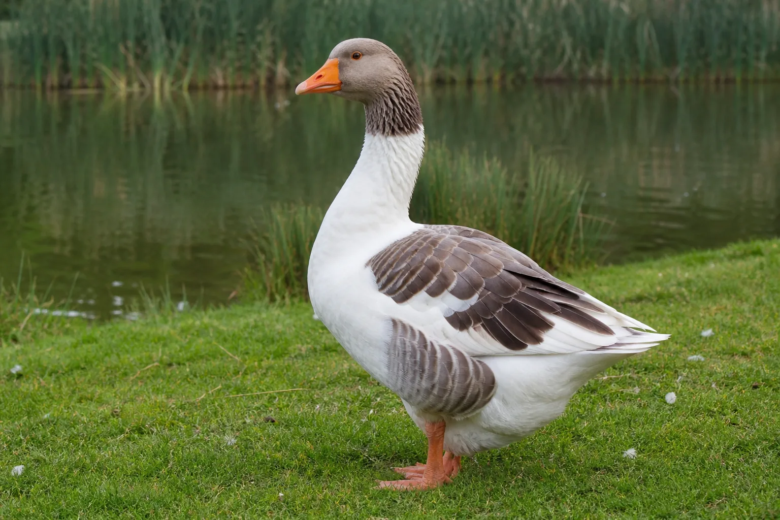 Gęś