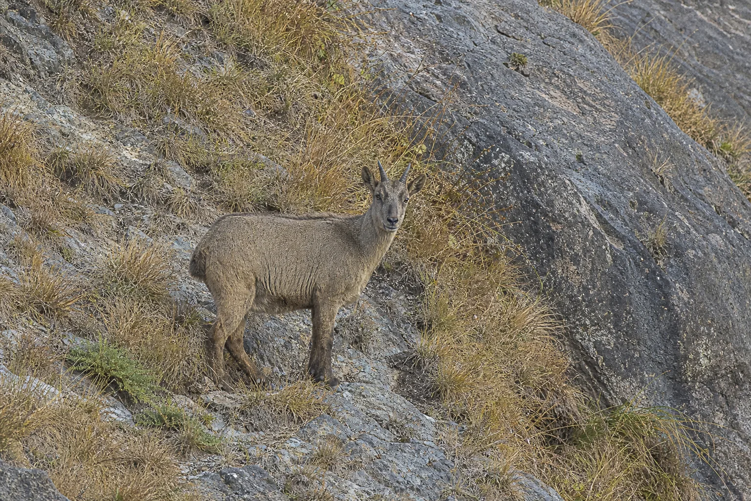 Goral