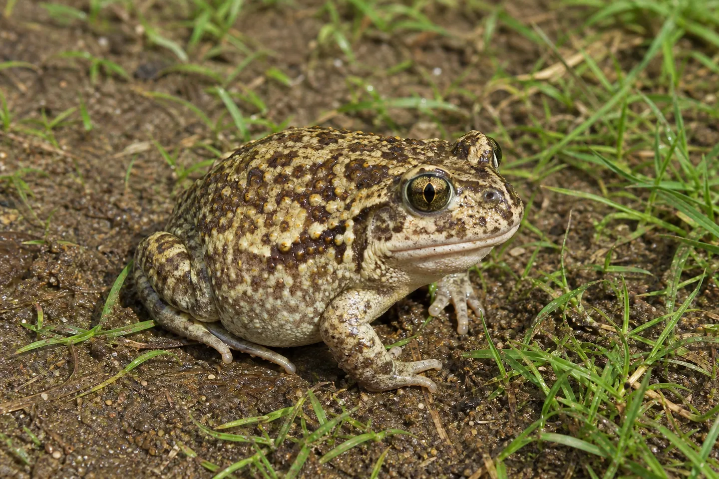 Grzebiuszka