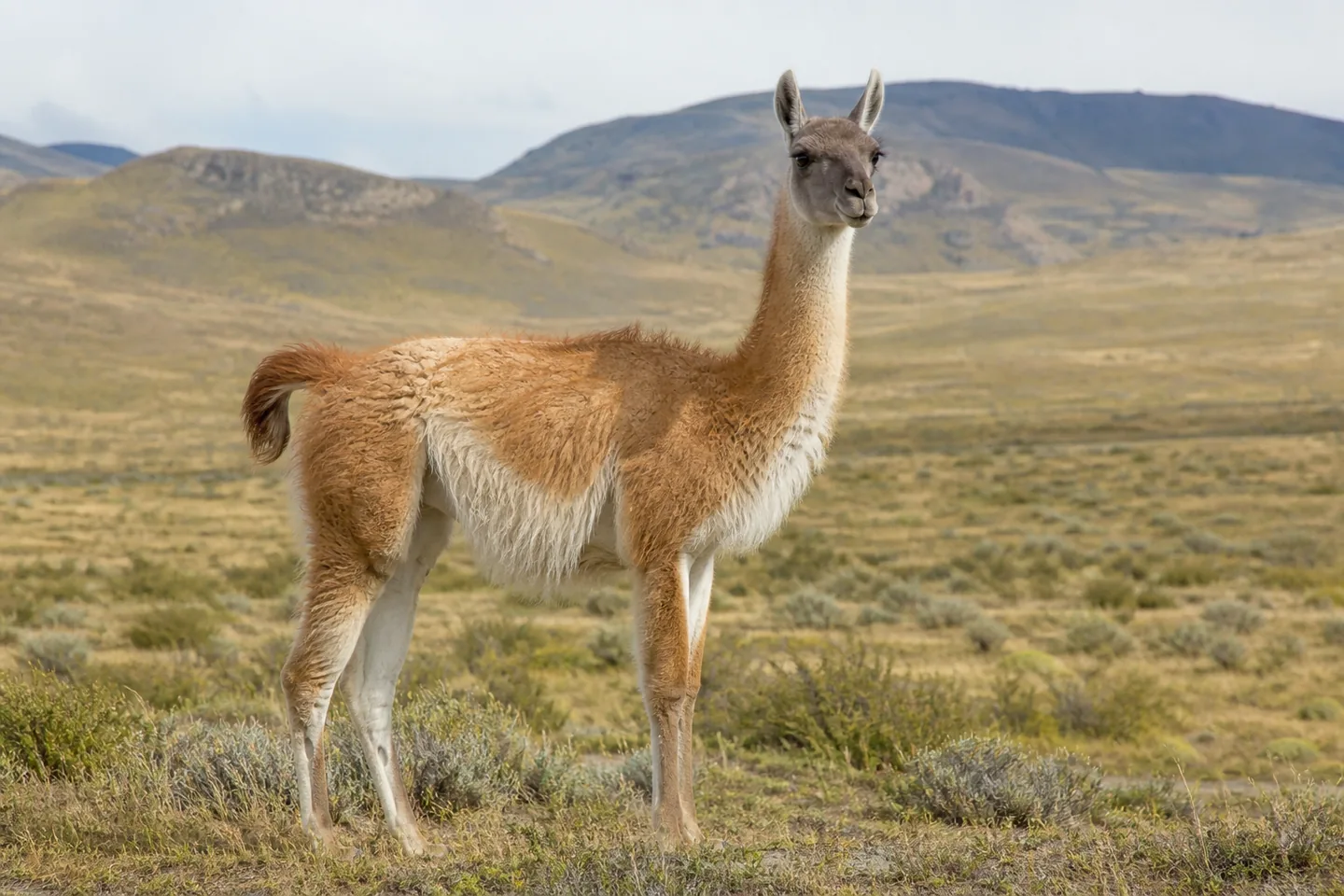 Guanako