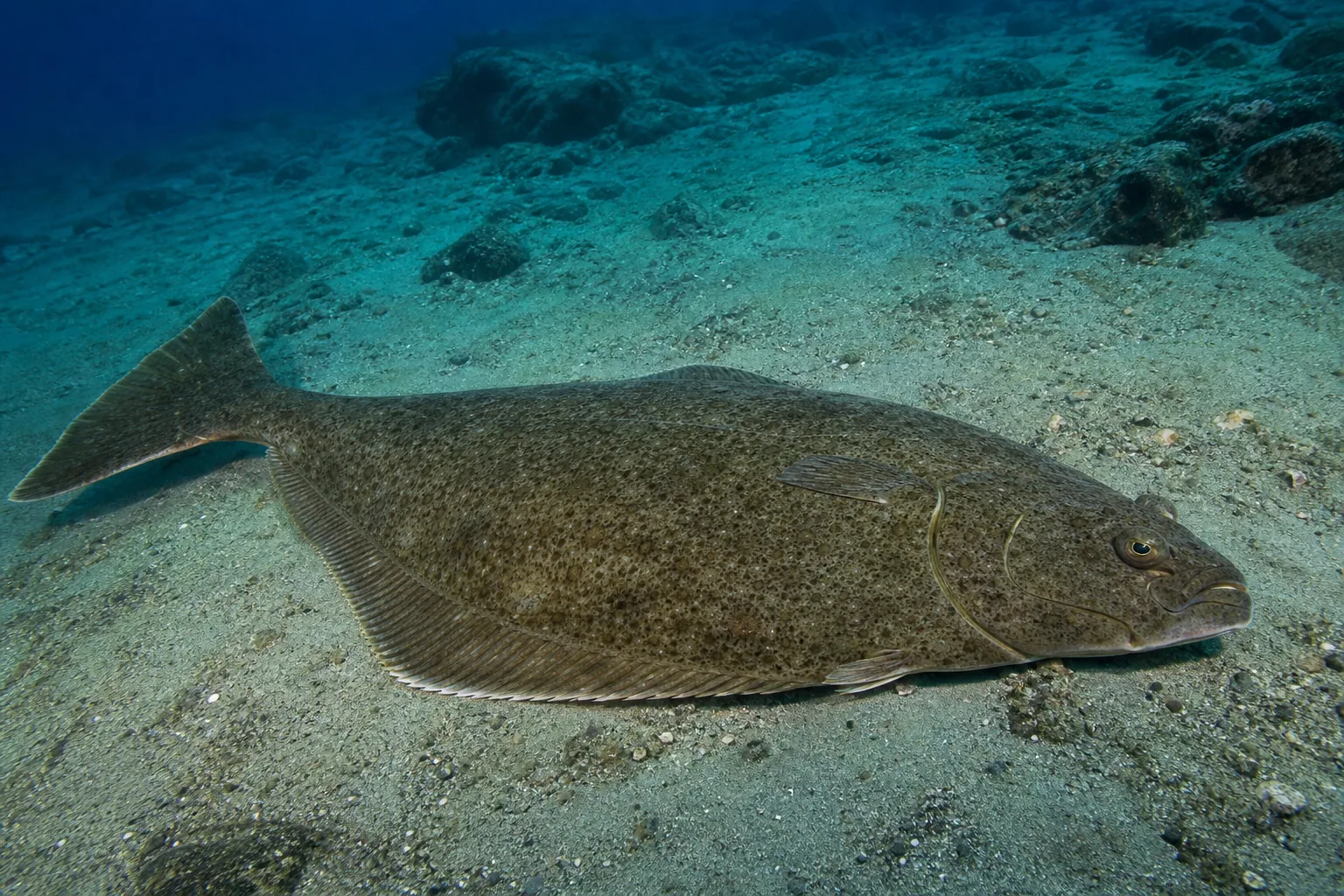 Halibut