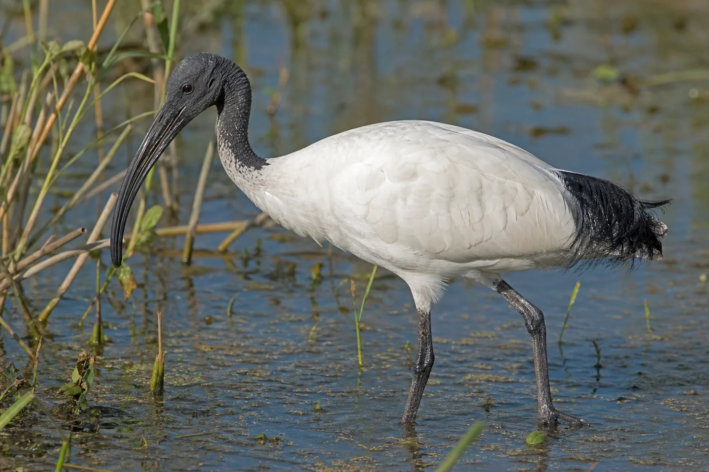 Ibis