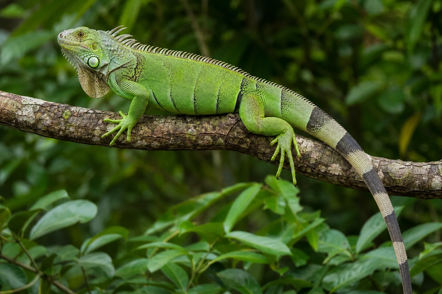 Iguana (legwan zielony)