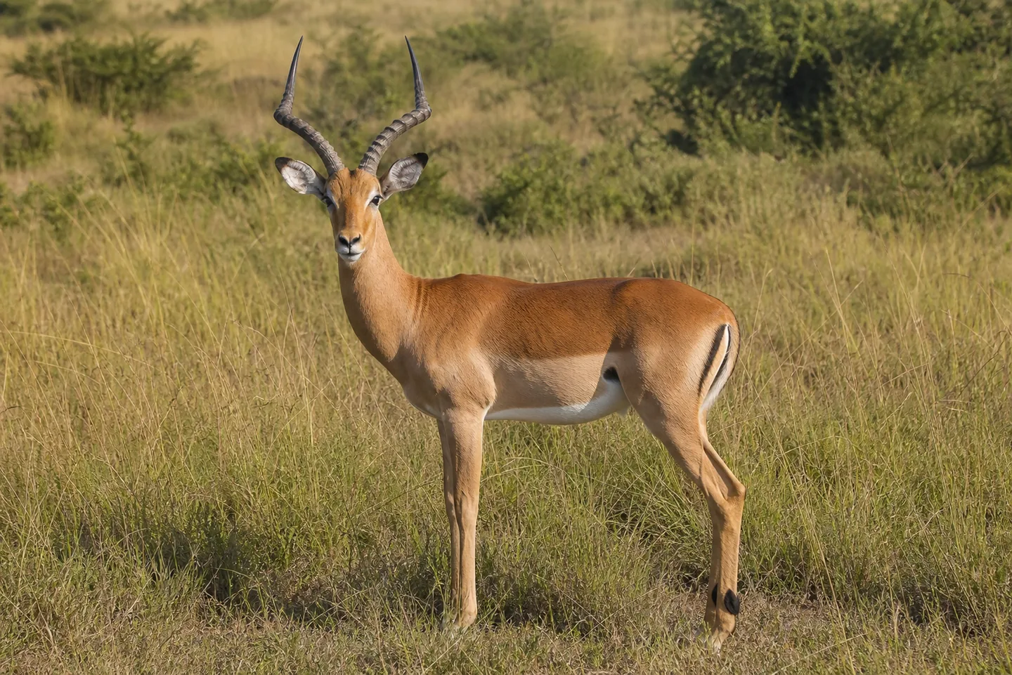 Impala