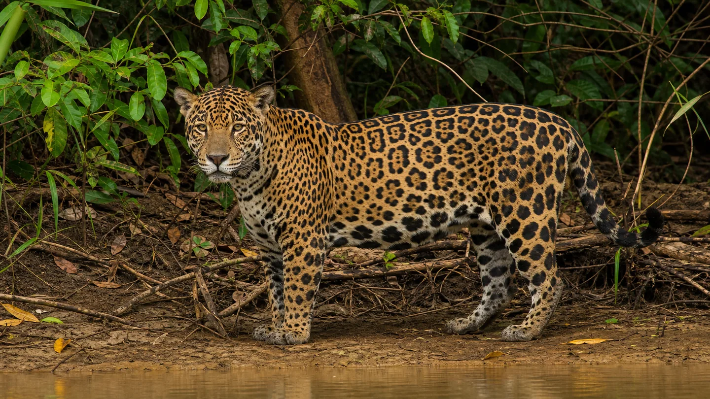 Jaguar