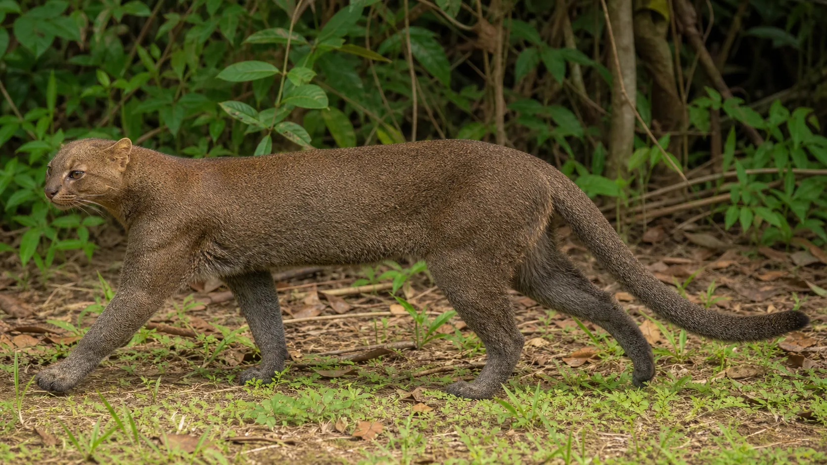 Jaguarundi