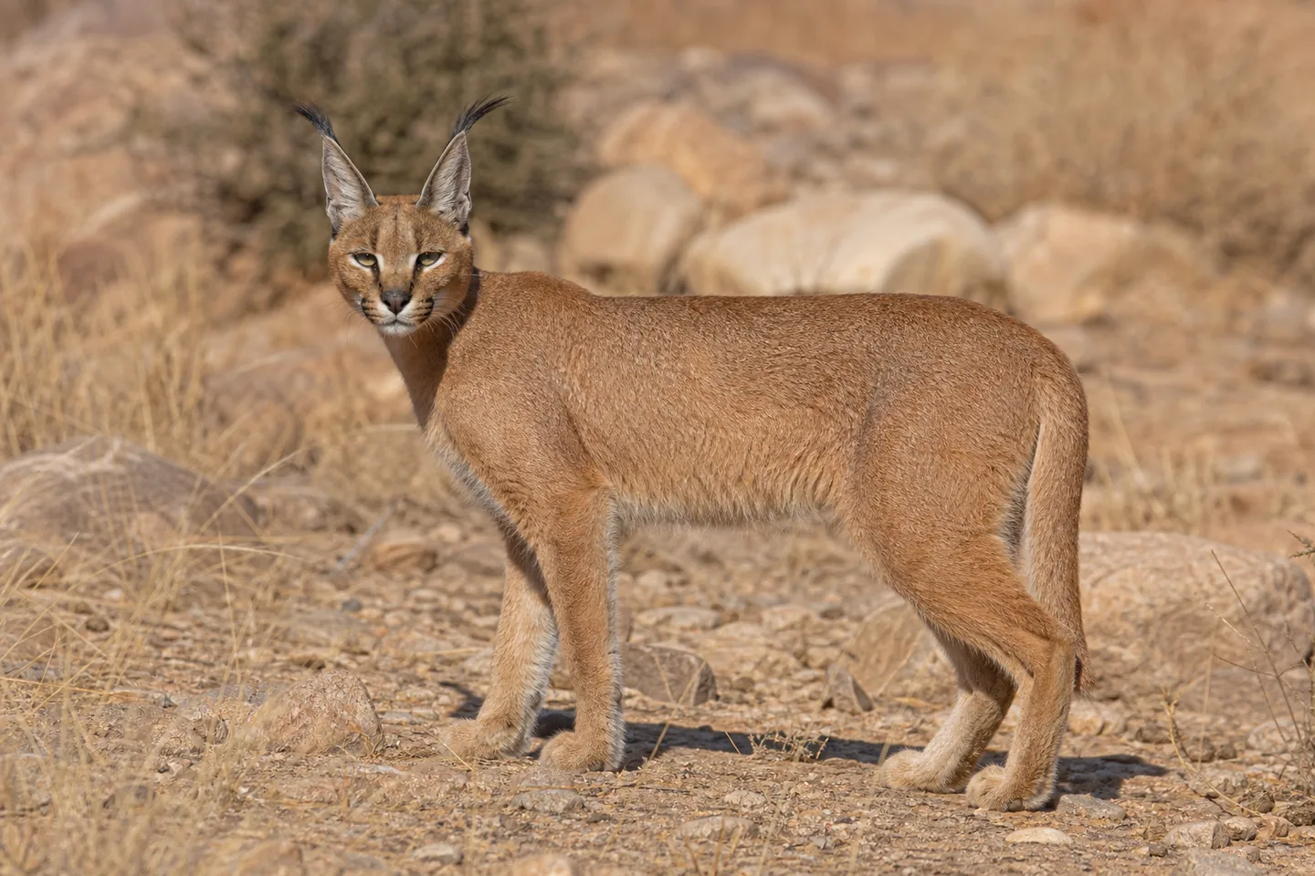 Karakal