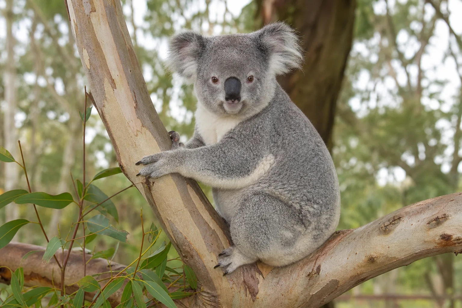 Koala