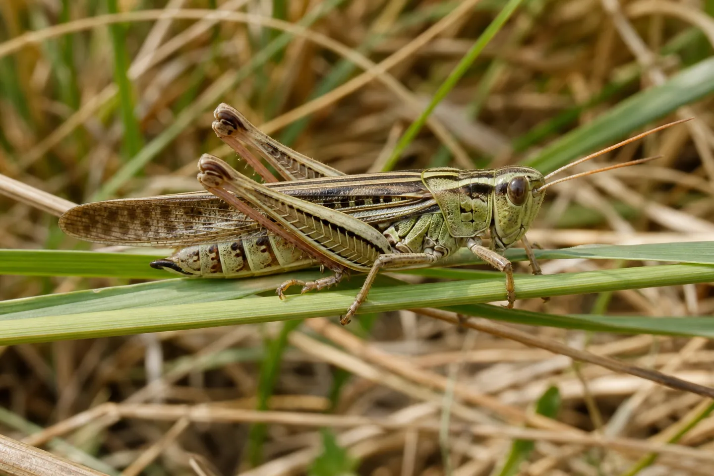 Konik polny