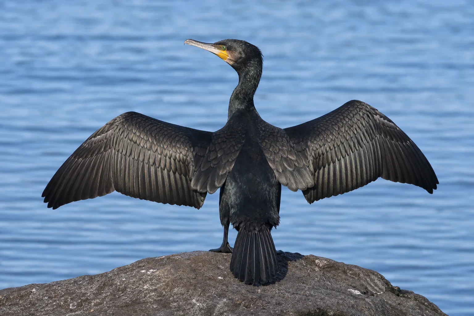 Kormoran