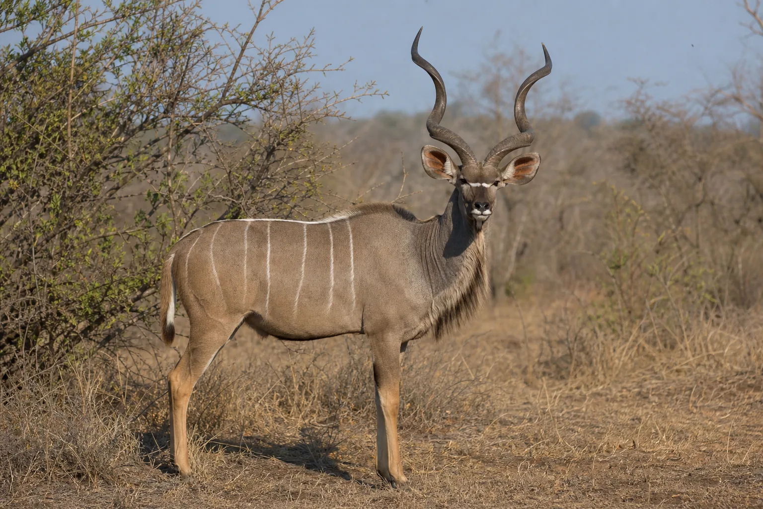 Kudu
