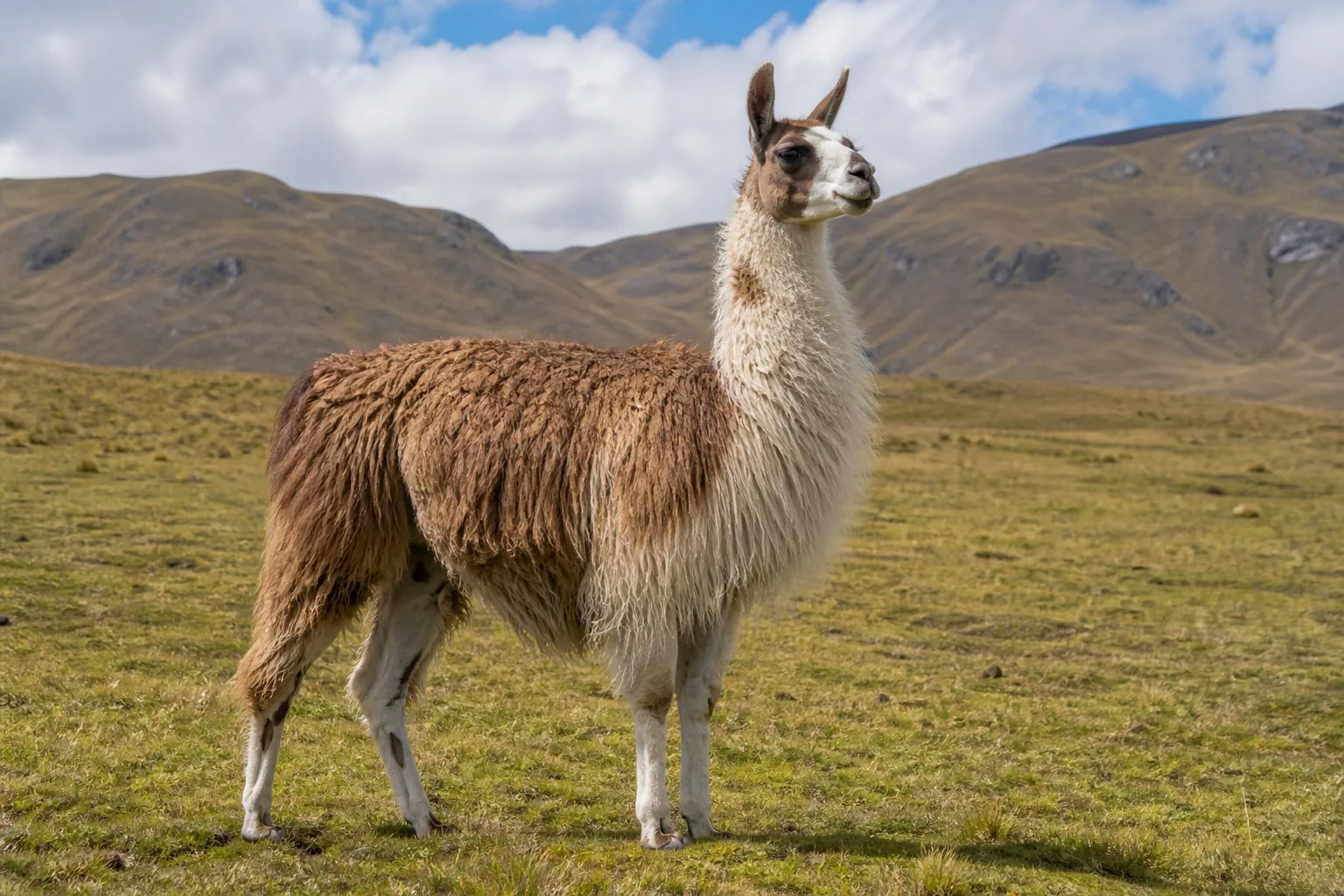 Lama