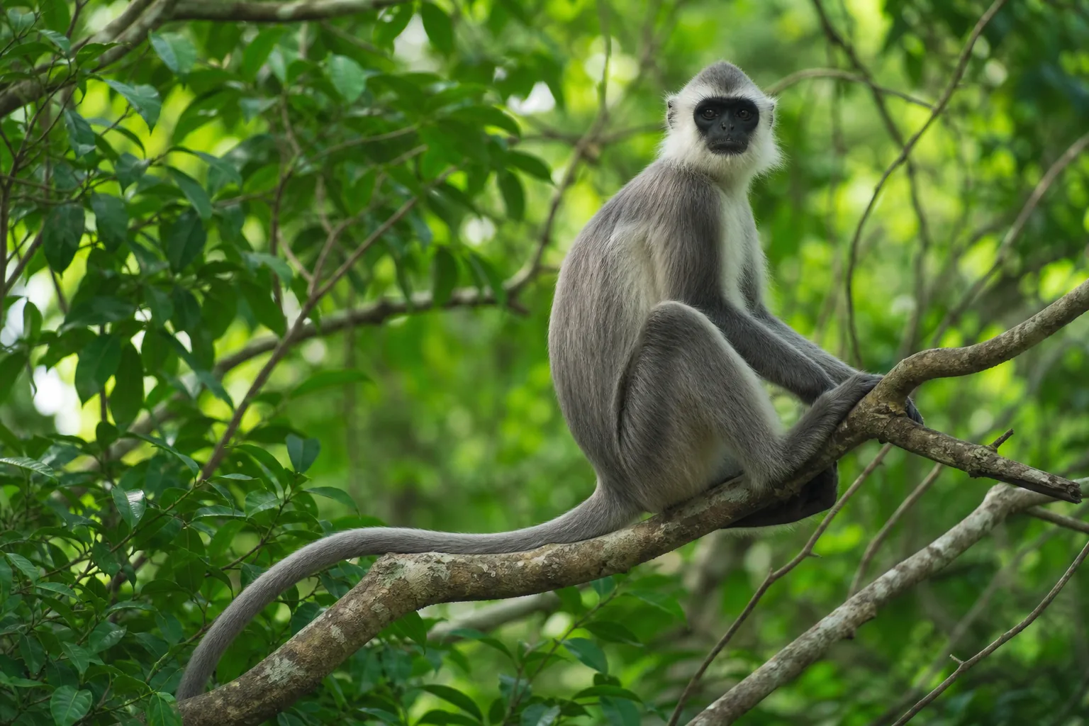 Langur