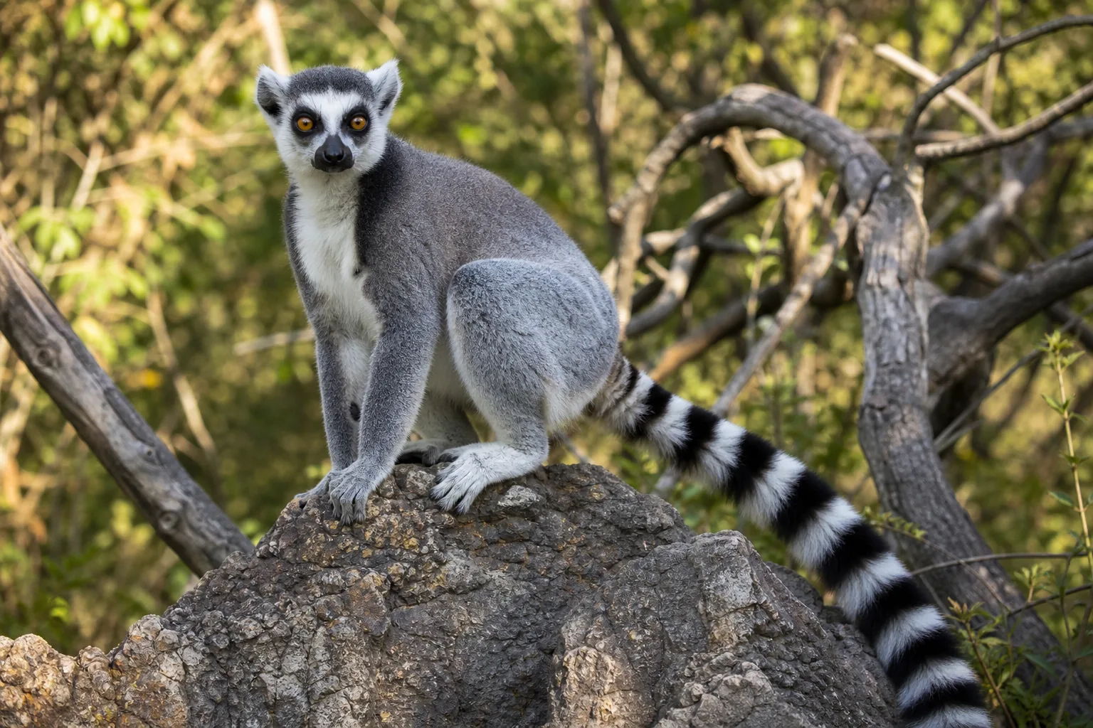 Lemur katta
