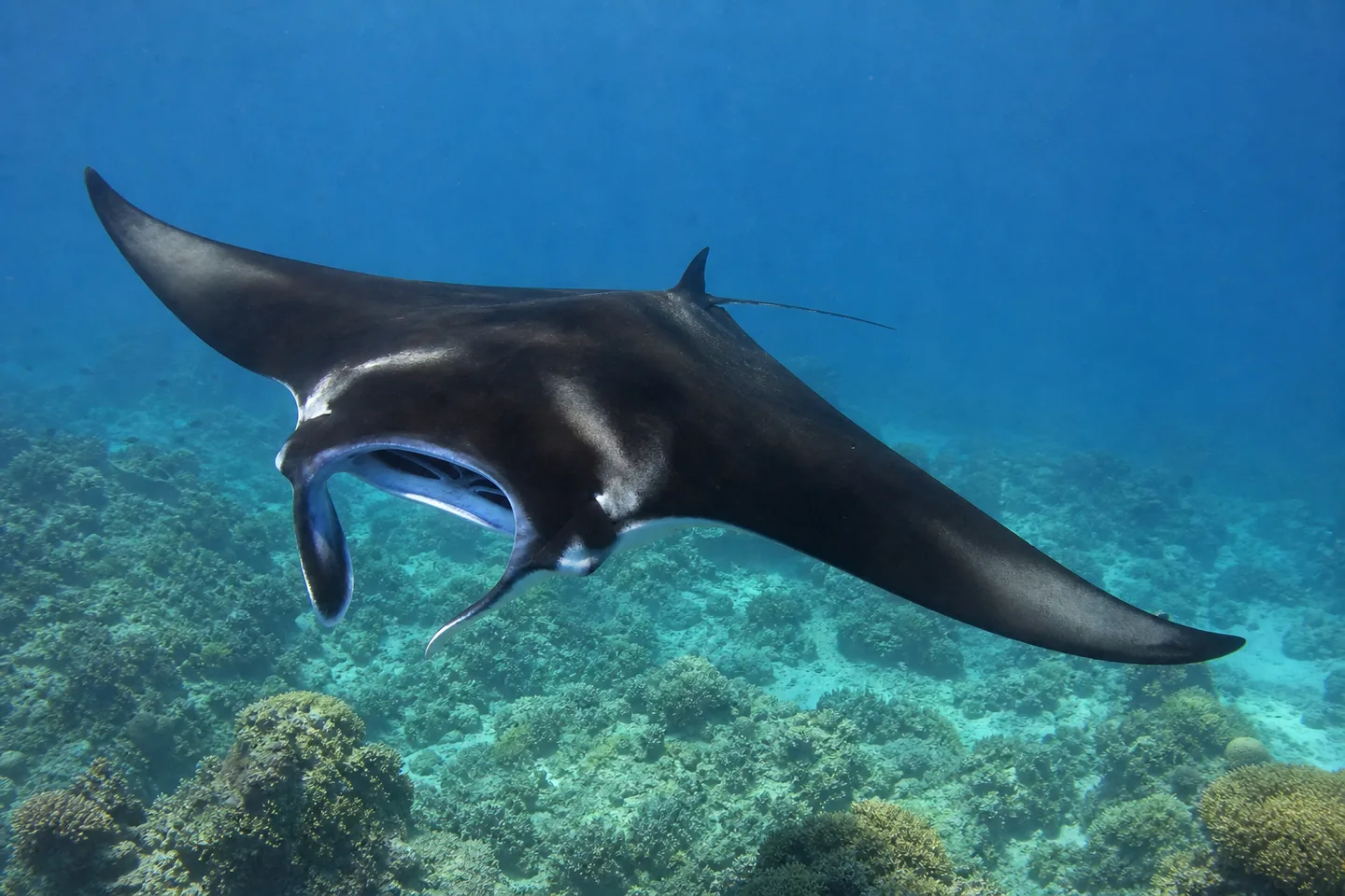Manta