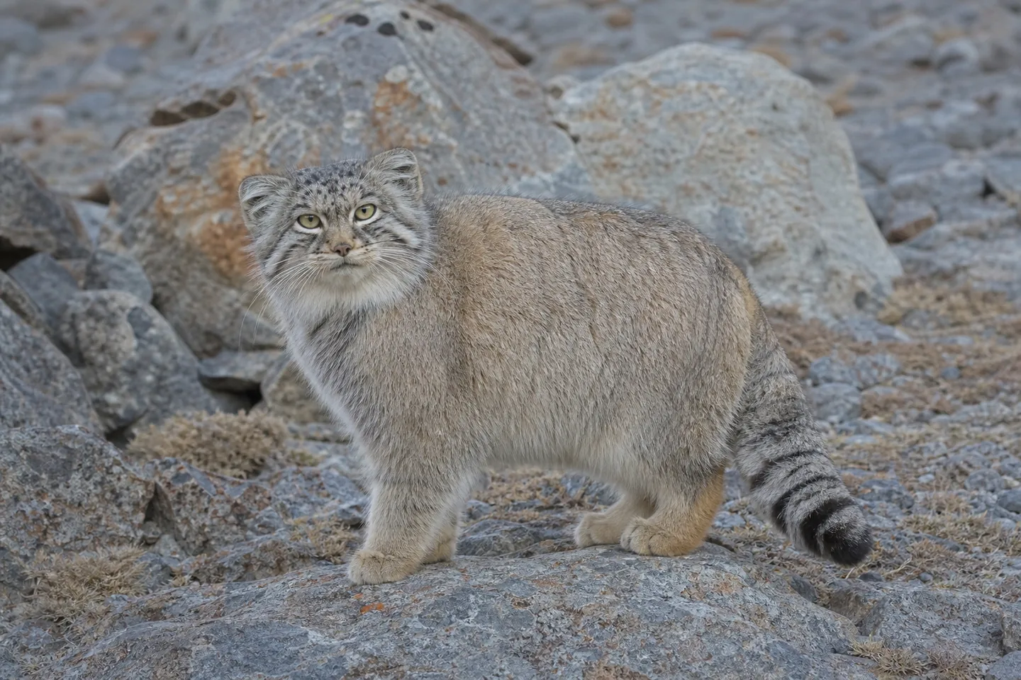 Manul
