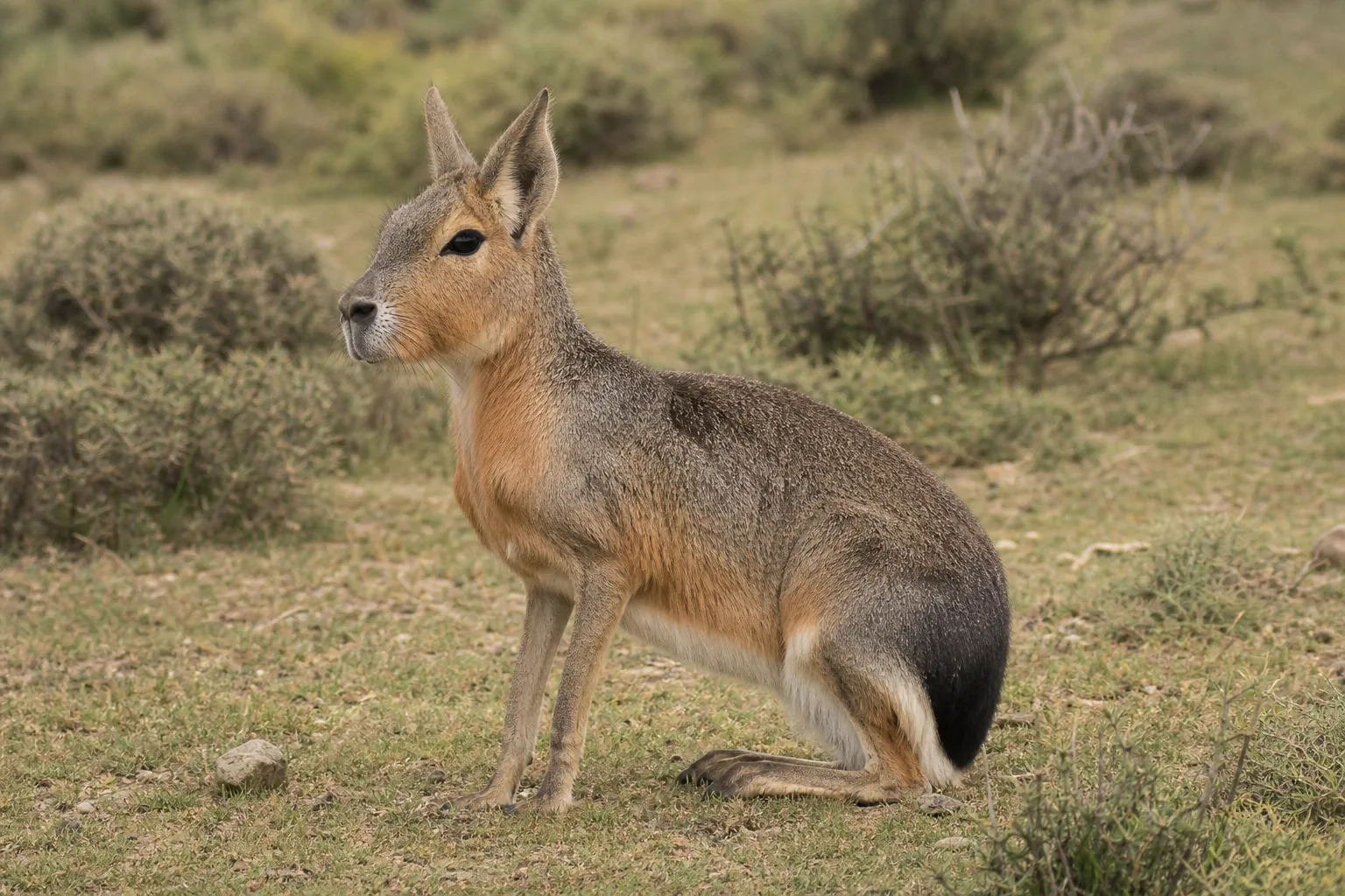 Mara