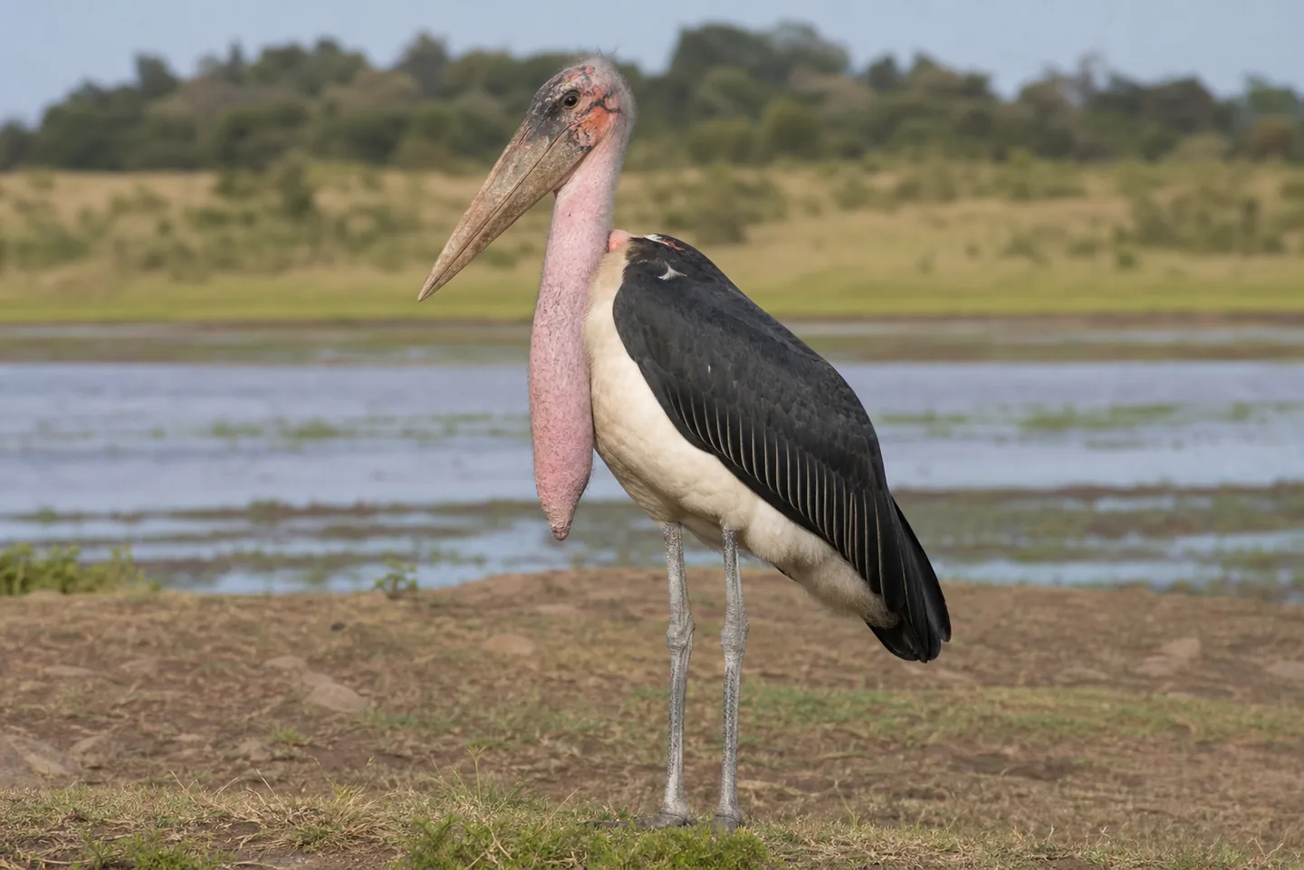 Marabut