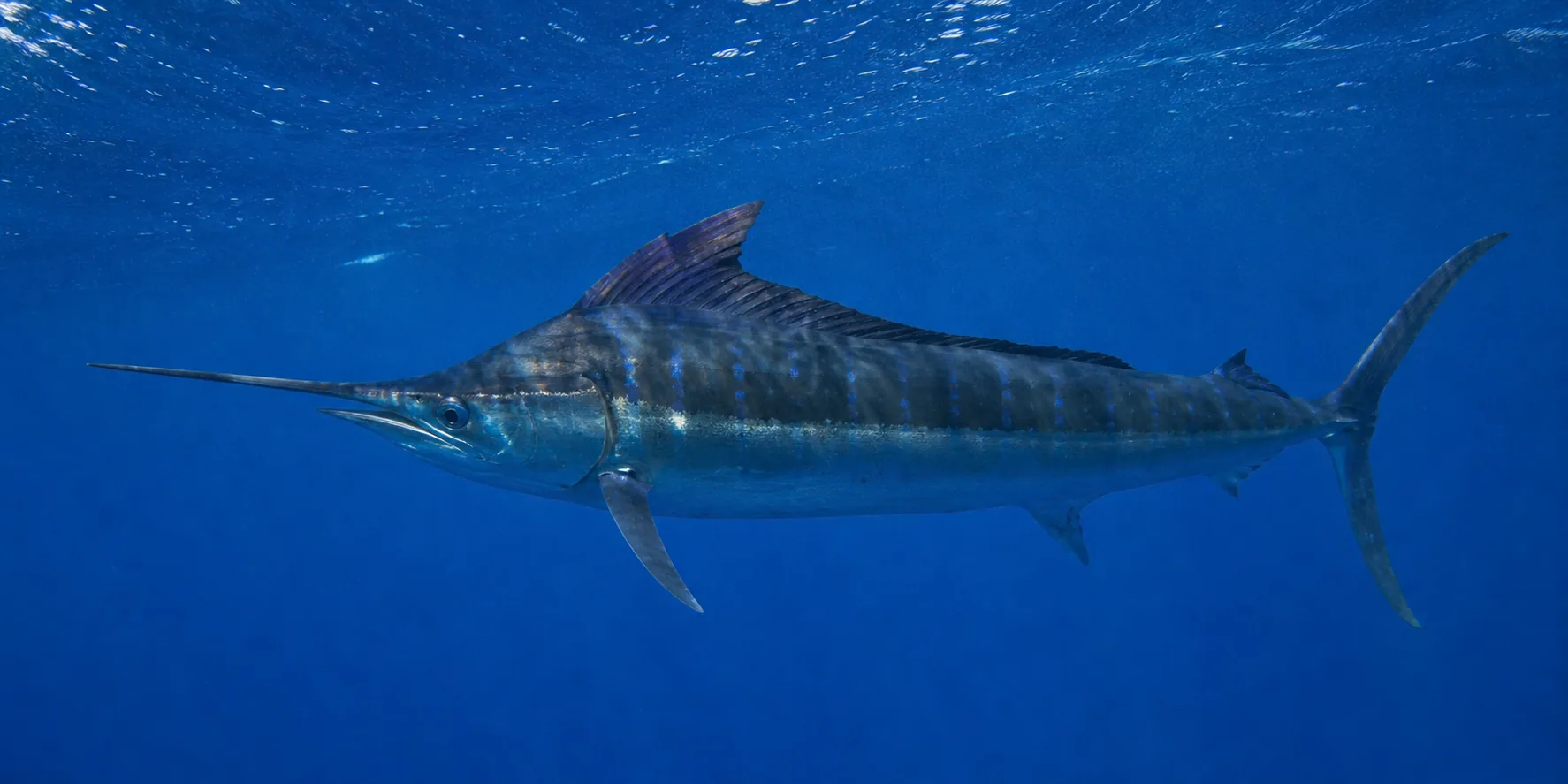 Marlin