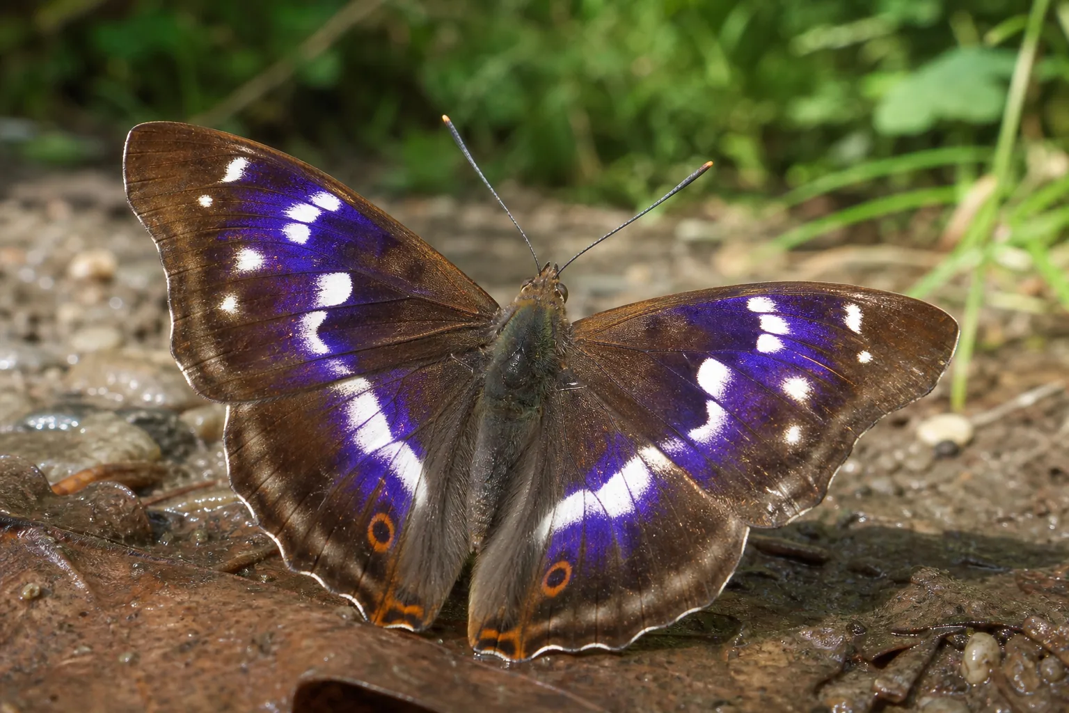Motyl mieniak tęczowiec