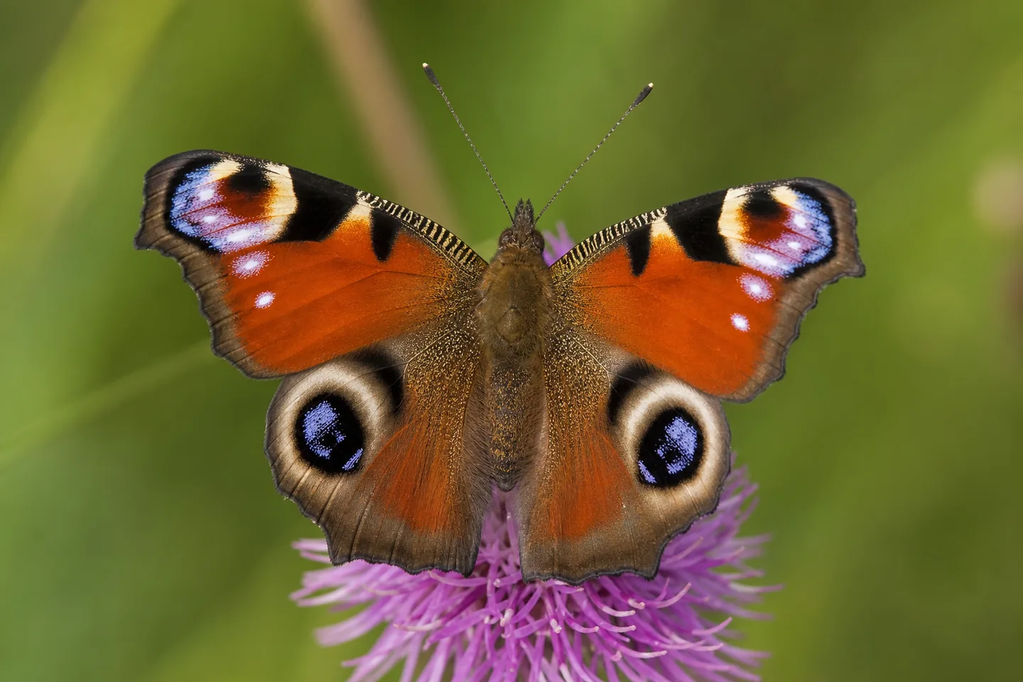 Motyl