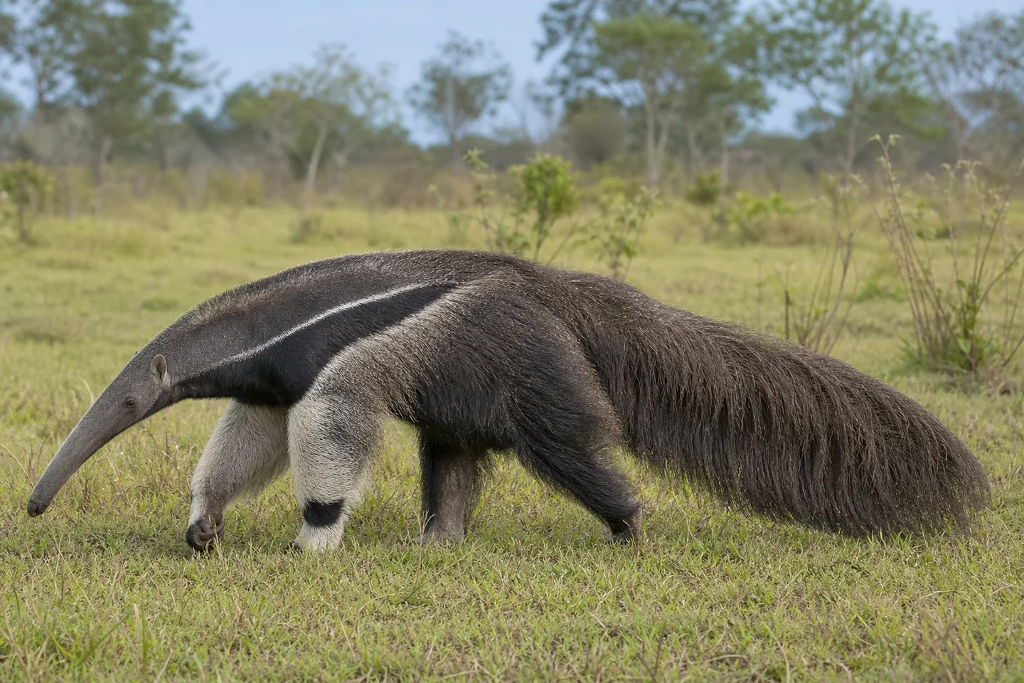Mrówkojad
