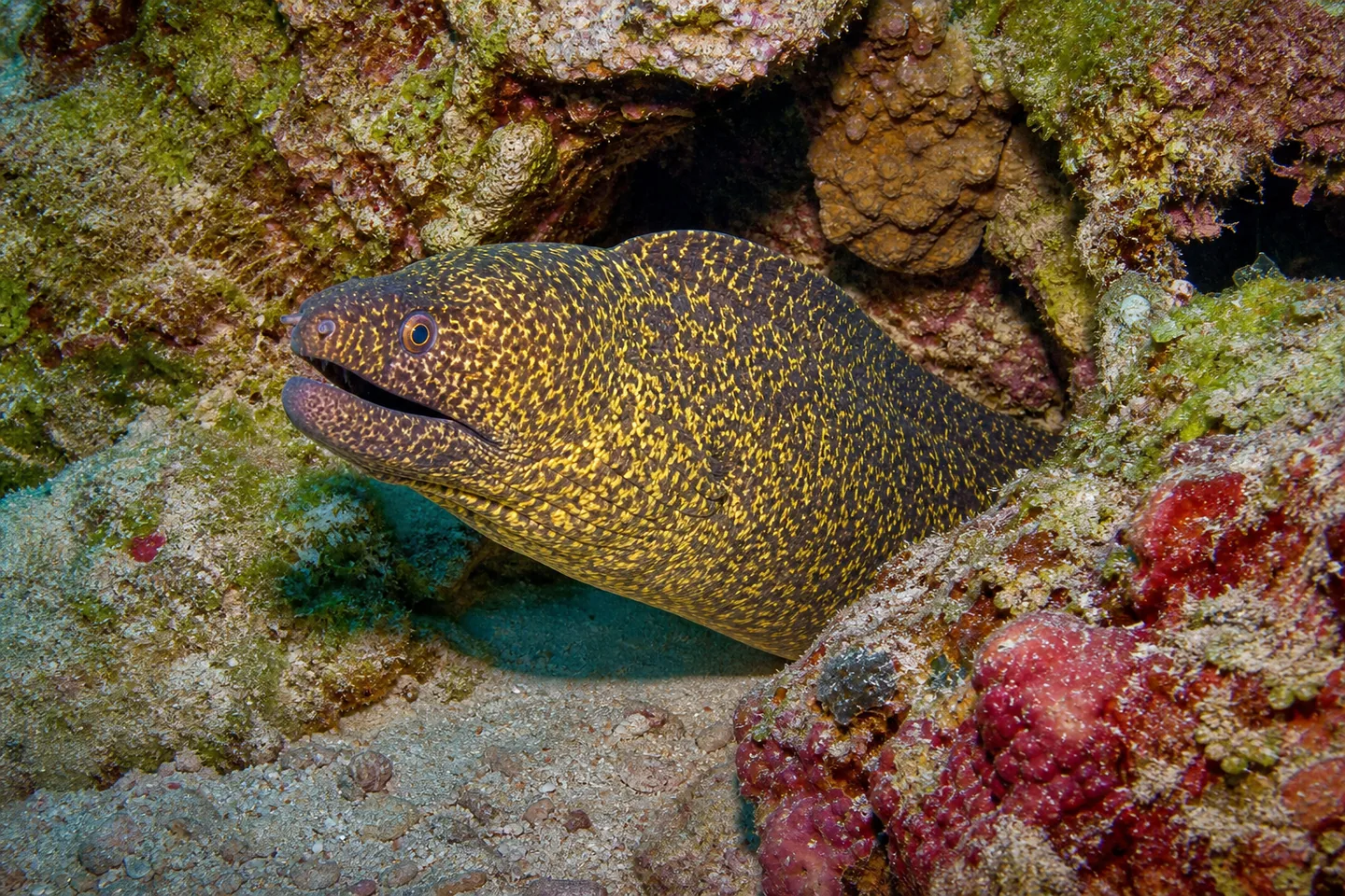 Murena