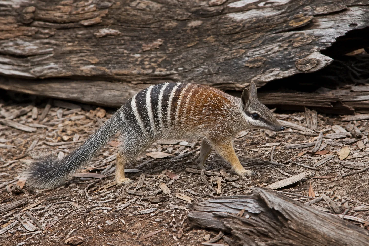 Numbat