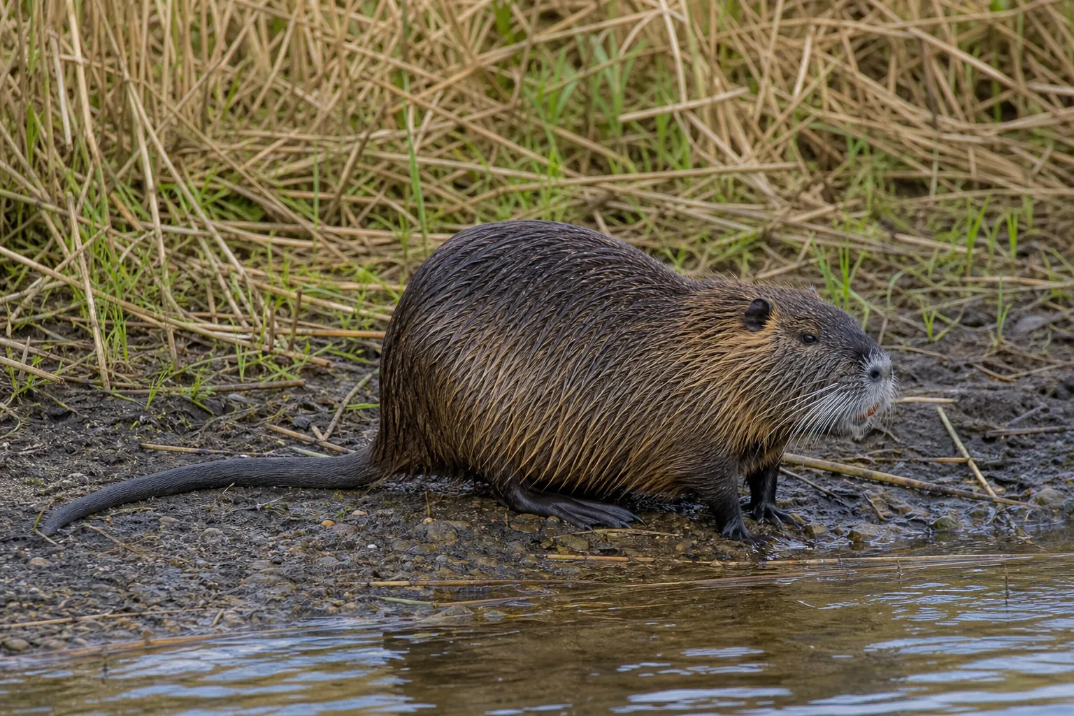 Nutria