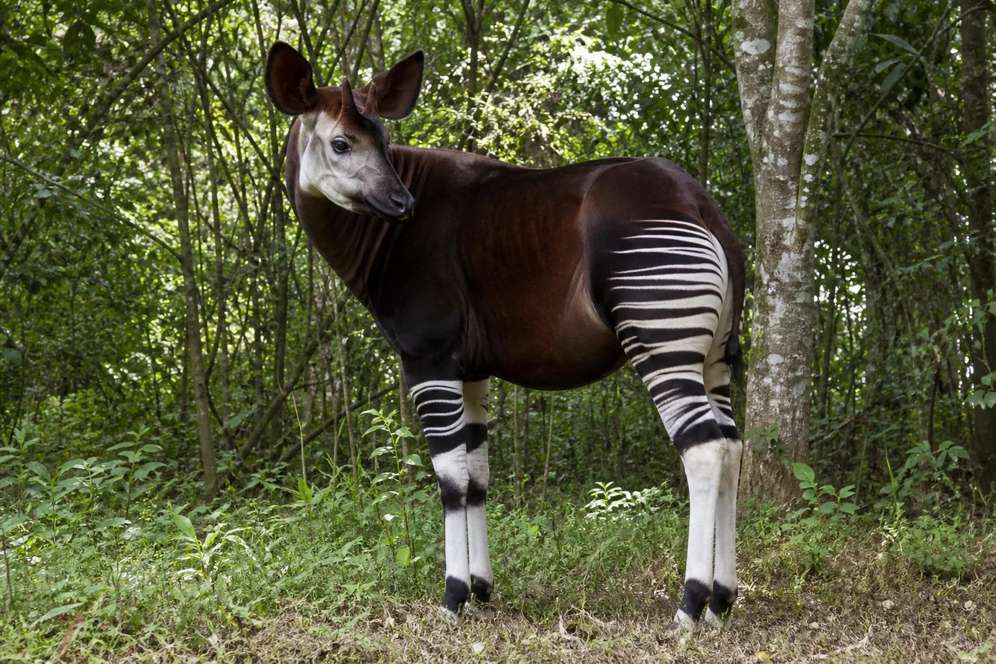 Okapi