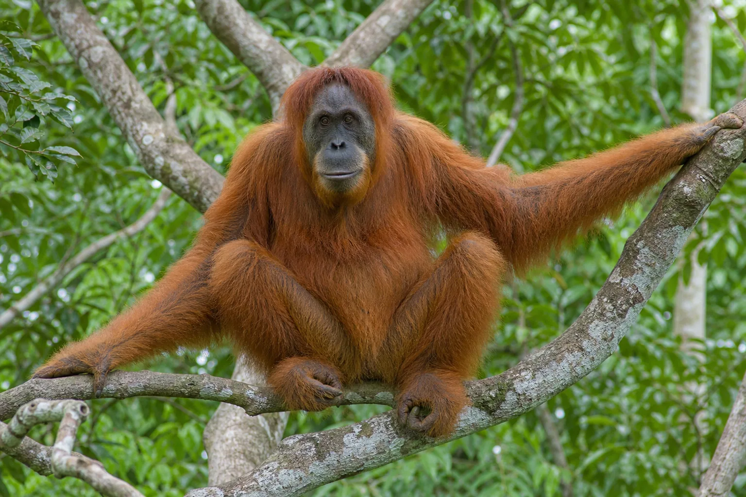 Orangutan