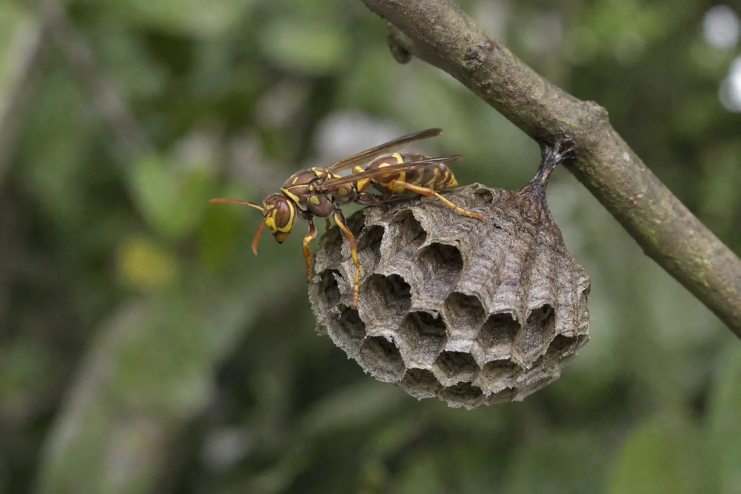 Osa papierowa