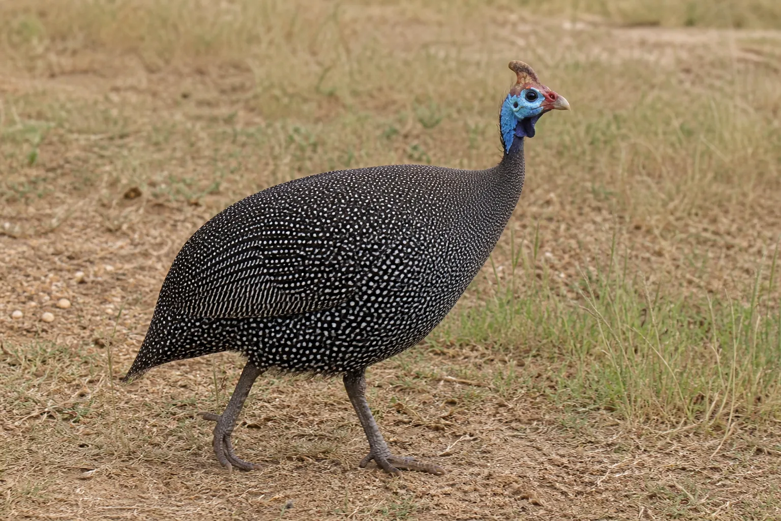 Perliczka