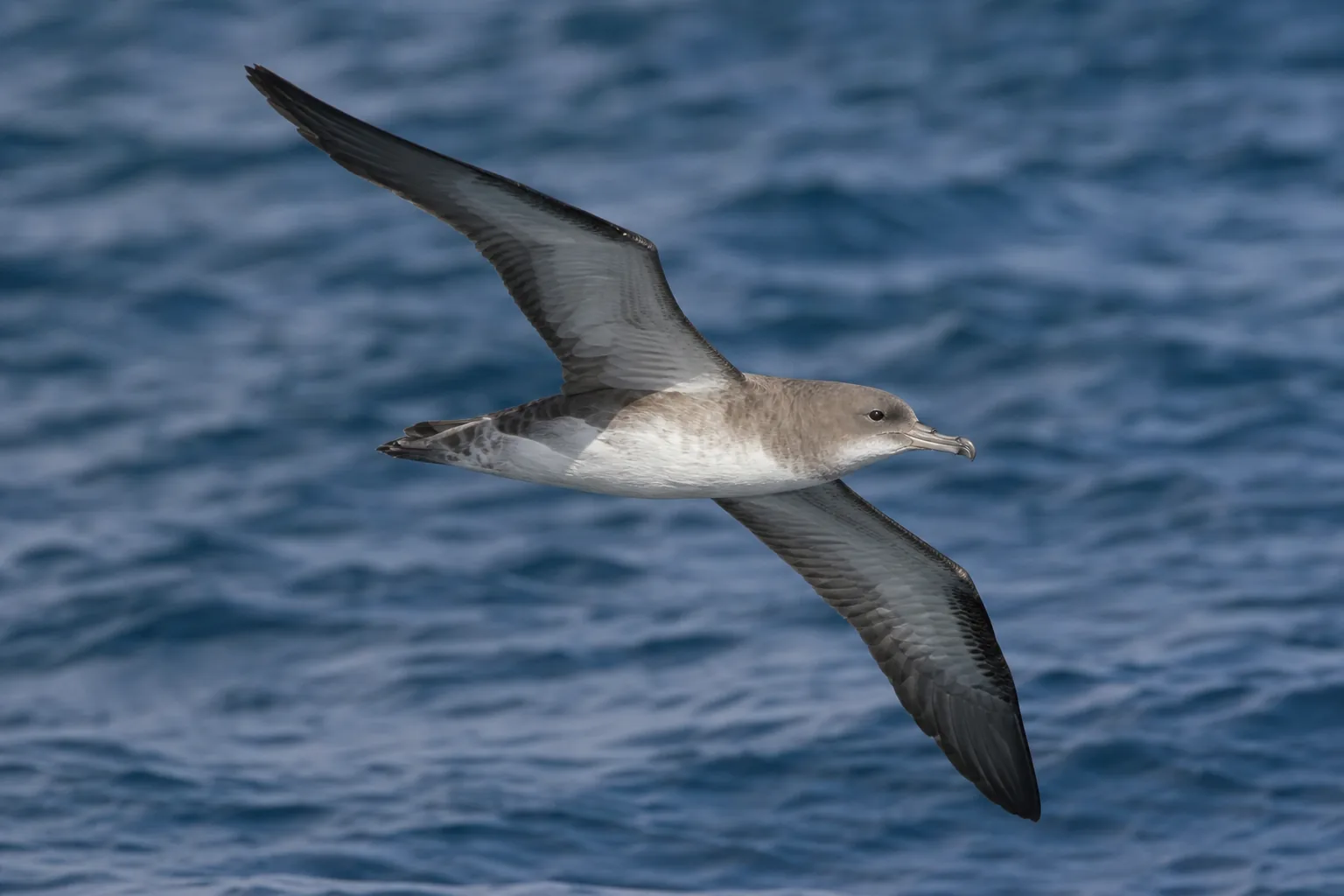 Petrel (burzyk)