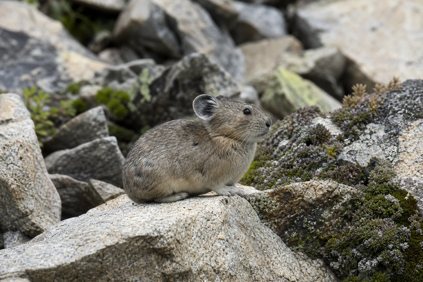 Pika
