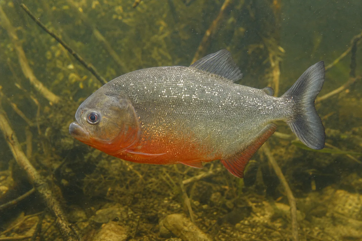 Pirania