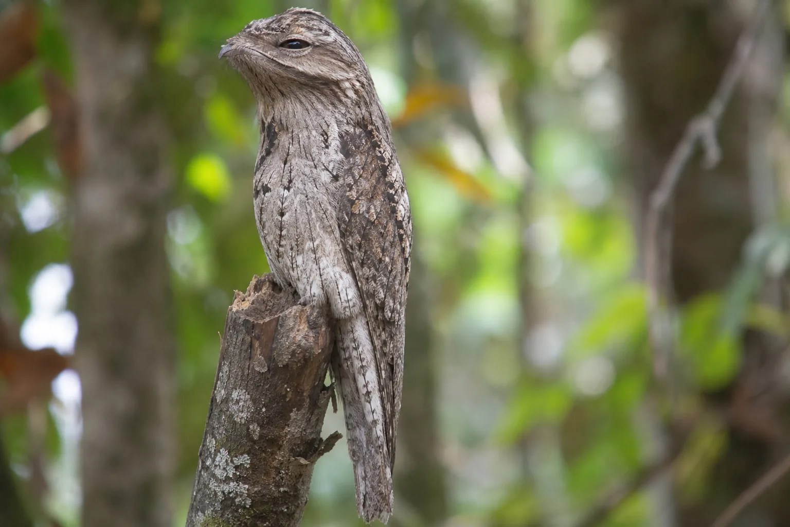 Potoo